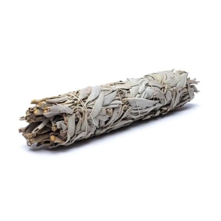 Sauge blanche 9 à 11cm (25-35gr)